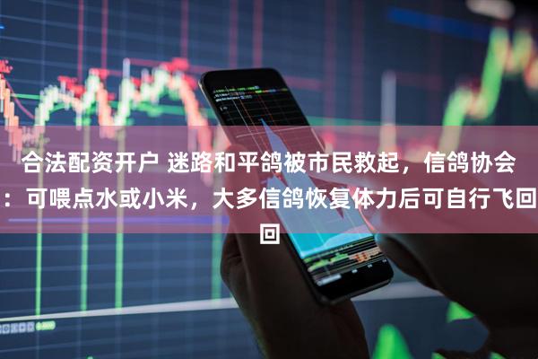 合法配资开户 迷路和平鸽被市民救起，信鸽协会：可喂点水或小米，大多信鸽恢复体力后可自行飞回